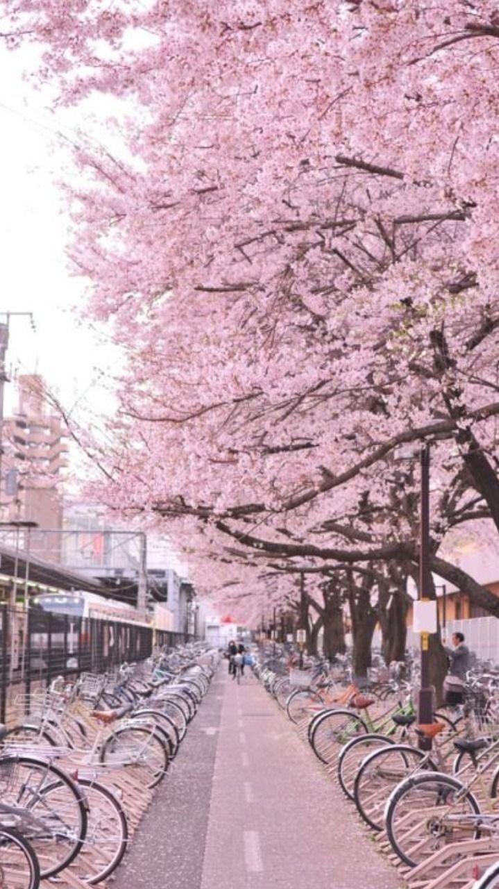 Pink Japanese Aesthetic Wallpapers Top Free Pink Japanese Aesthetic