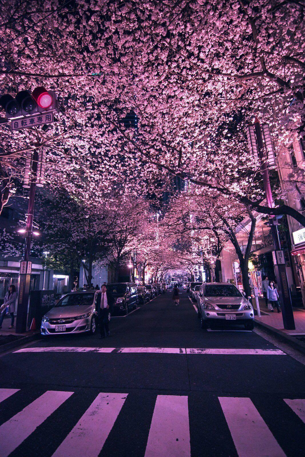 Pink Japanese Aesthetic Wallpapers Top Free Pink Japanese Aesthetic