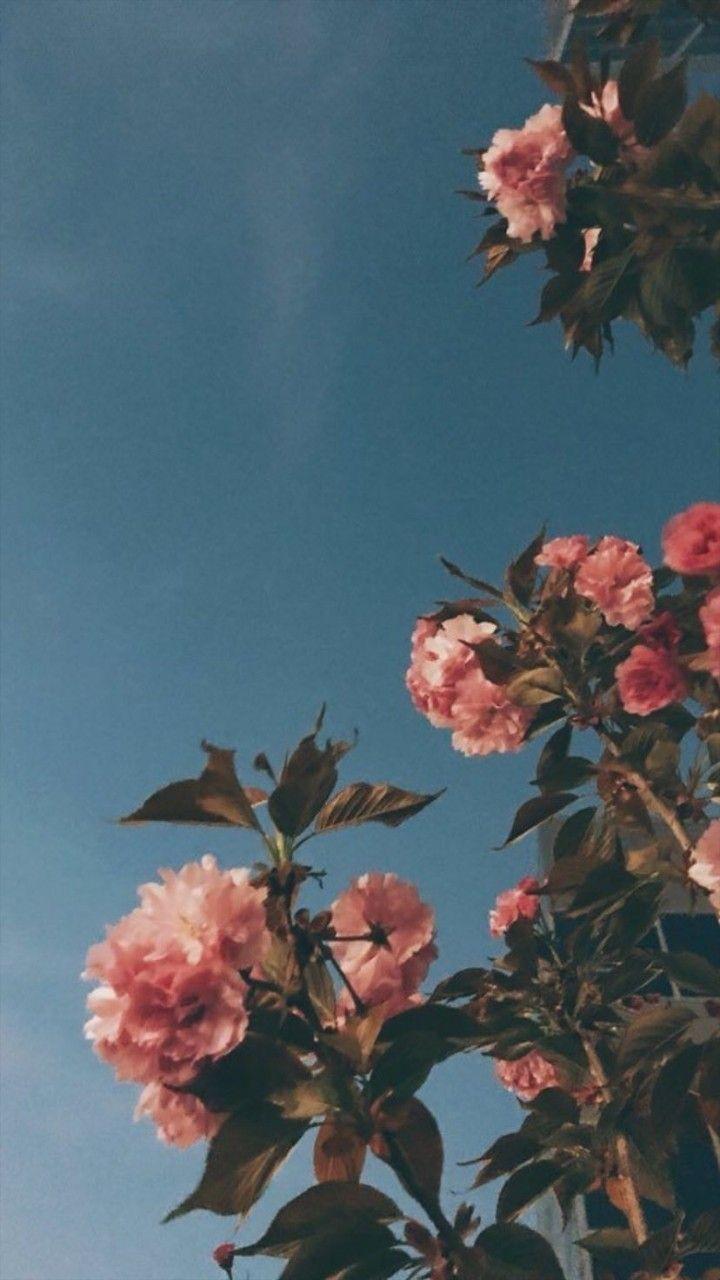 Aesthetic Flower Iphone Wallpapers Top Free Aesthetic Flower Iphone