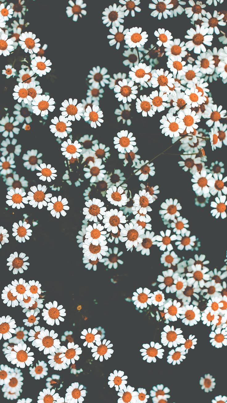 Aesthetic Flower Iphone Wallpapers Top Free Aesthetic Flower Iphone
