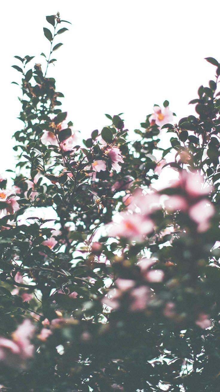 Aesthetic Flower Iphone Wallpapers Top Free Aesthetic Flower Iphone