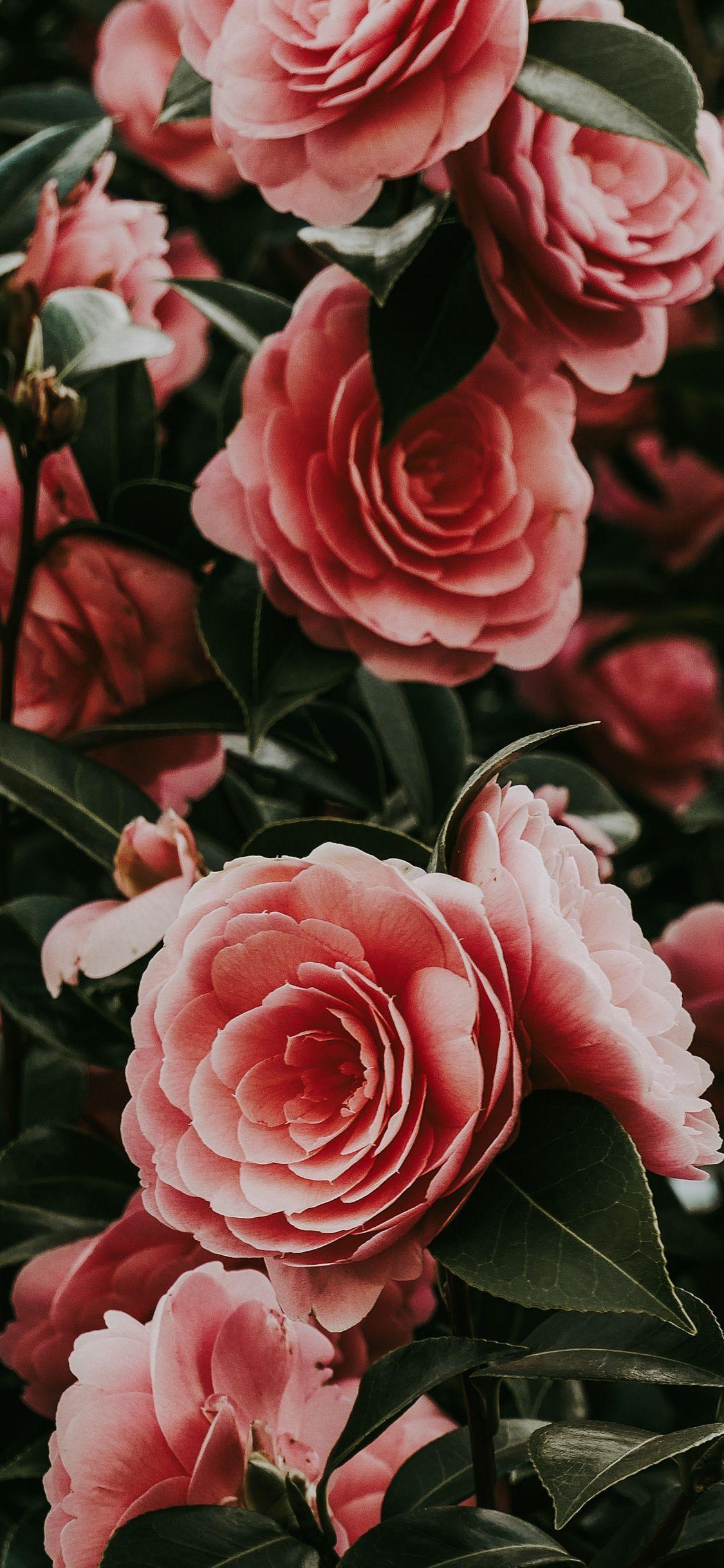 Aesthetic Flower Iphone Wallpapers Top Free Aesthetic Flower Iphone