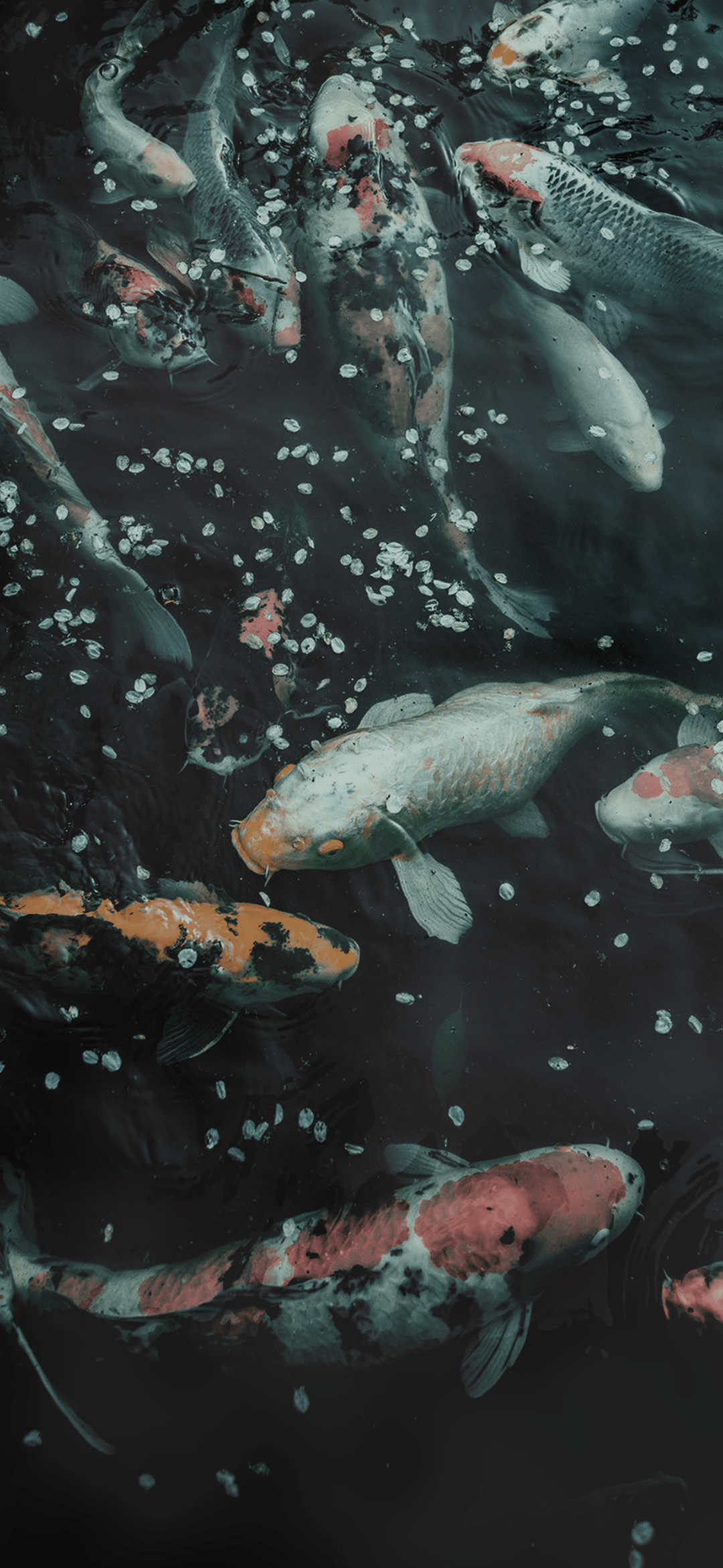 Koi Fish Phone Wallpapers Top Free Koi Fish Phone Backgrounds