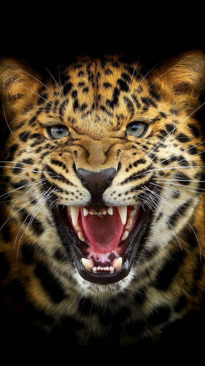 Angry Jaguar Wallpapers Top Free Angry Jaguar Backgrounds WallpaperAccess