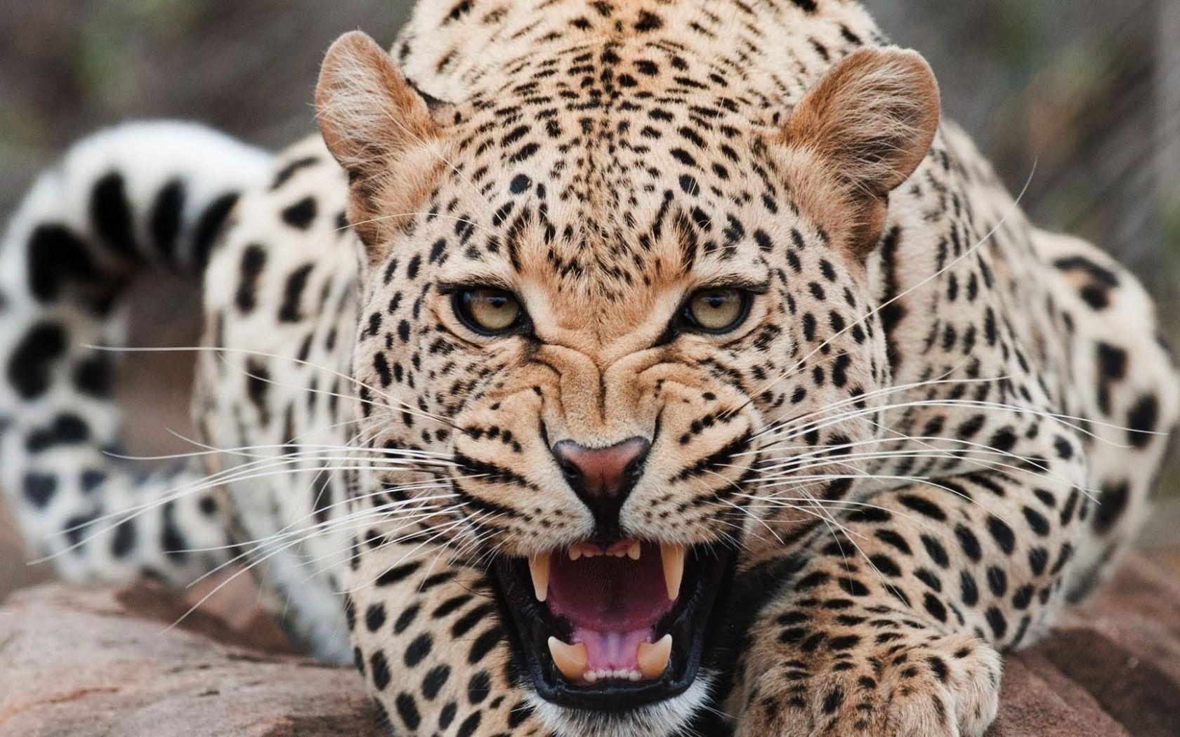 Angry Jaguar Wallpapers Top Free Angry Jaguar Backgrounds WallpaperAccess