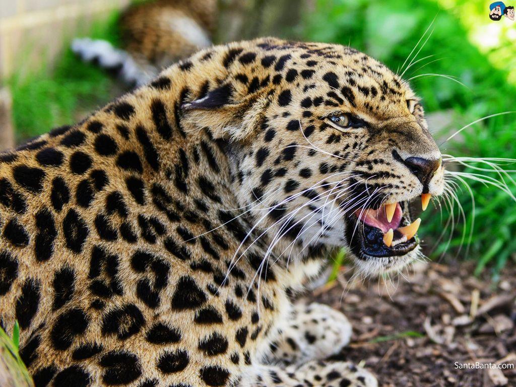 Angry Jaguar Wallpapers Top Free Angry Jaguar Backgrounds WallpaperAccess