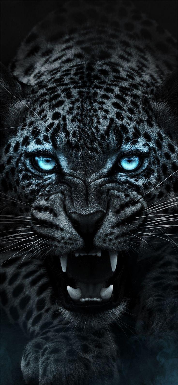 Angry Jaguar Wallpapers Top Free Angry Jaguar Backgrounds