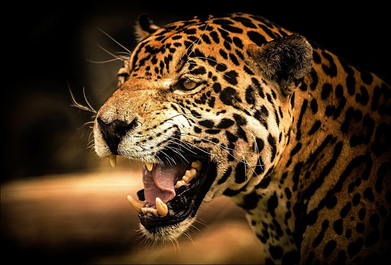 Angry Jaguar Wallpapers Top Free Angry Jaguar Backgrounds WallpaperAccess
