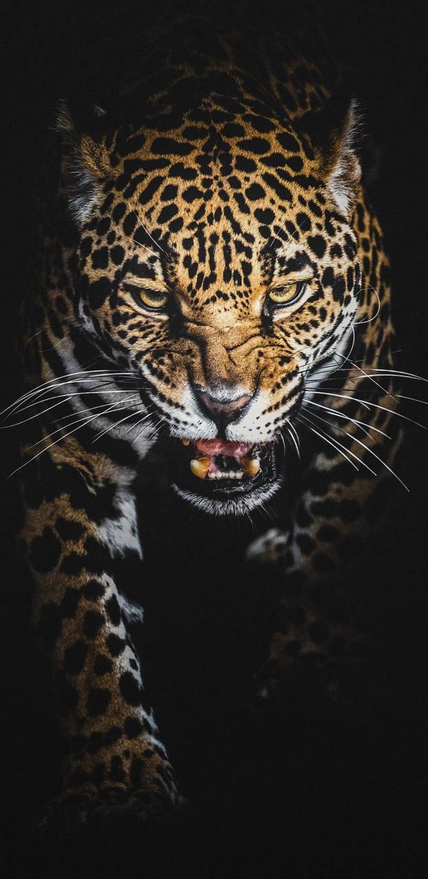 Angry Jaguar Wallpapers Top Free Angry Jaguar Backgrounds WallpaperAccess
