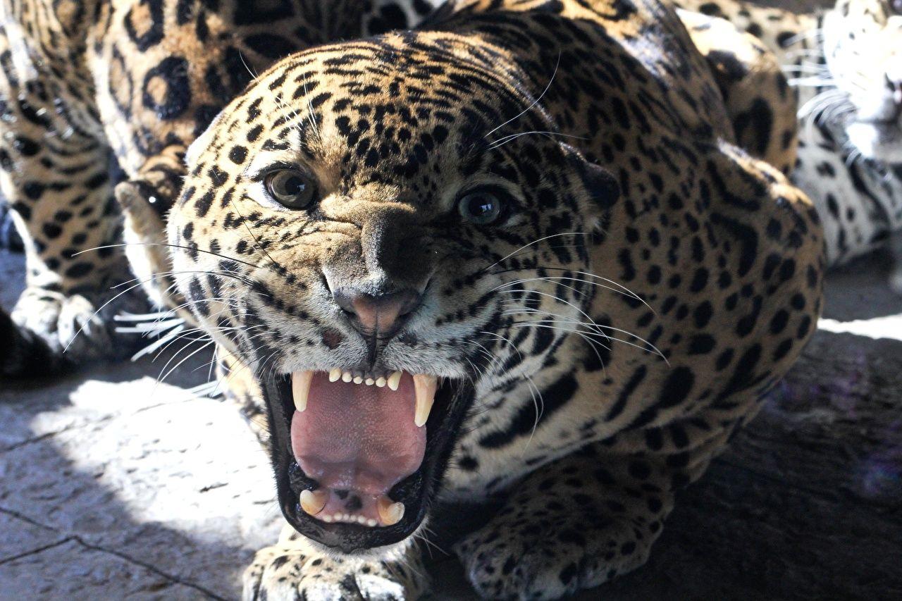 Angry Jaguar Wallpapers Top Free Angry Jaguar Backgrounds WallpaperAccess