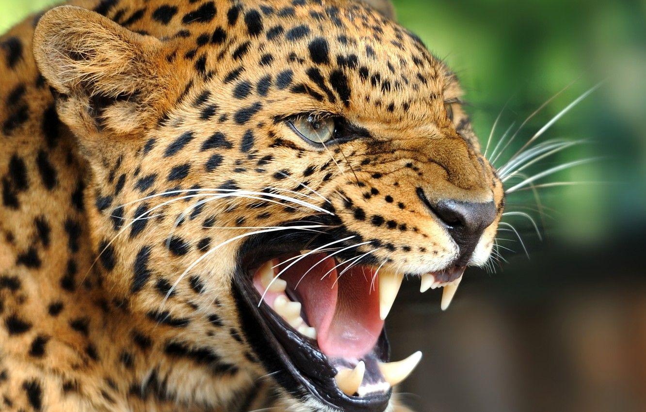 Angry Jaguar Wallpapers Top Free Angry Jaguar Backgrounds WallpaperAccess