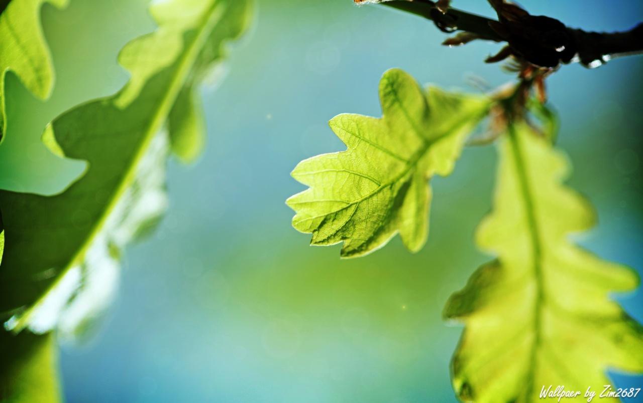 Oak Leaf Wallpapers Top Free Oak Leaf Backgrounds WallpaperAccess