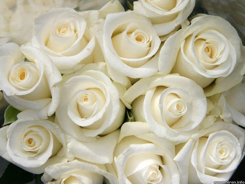 Elegant White Flower Wallpapers Top Free Elegant White Flower