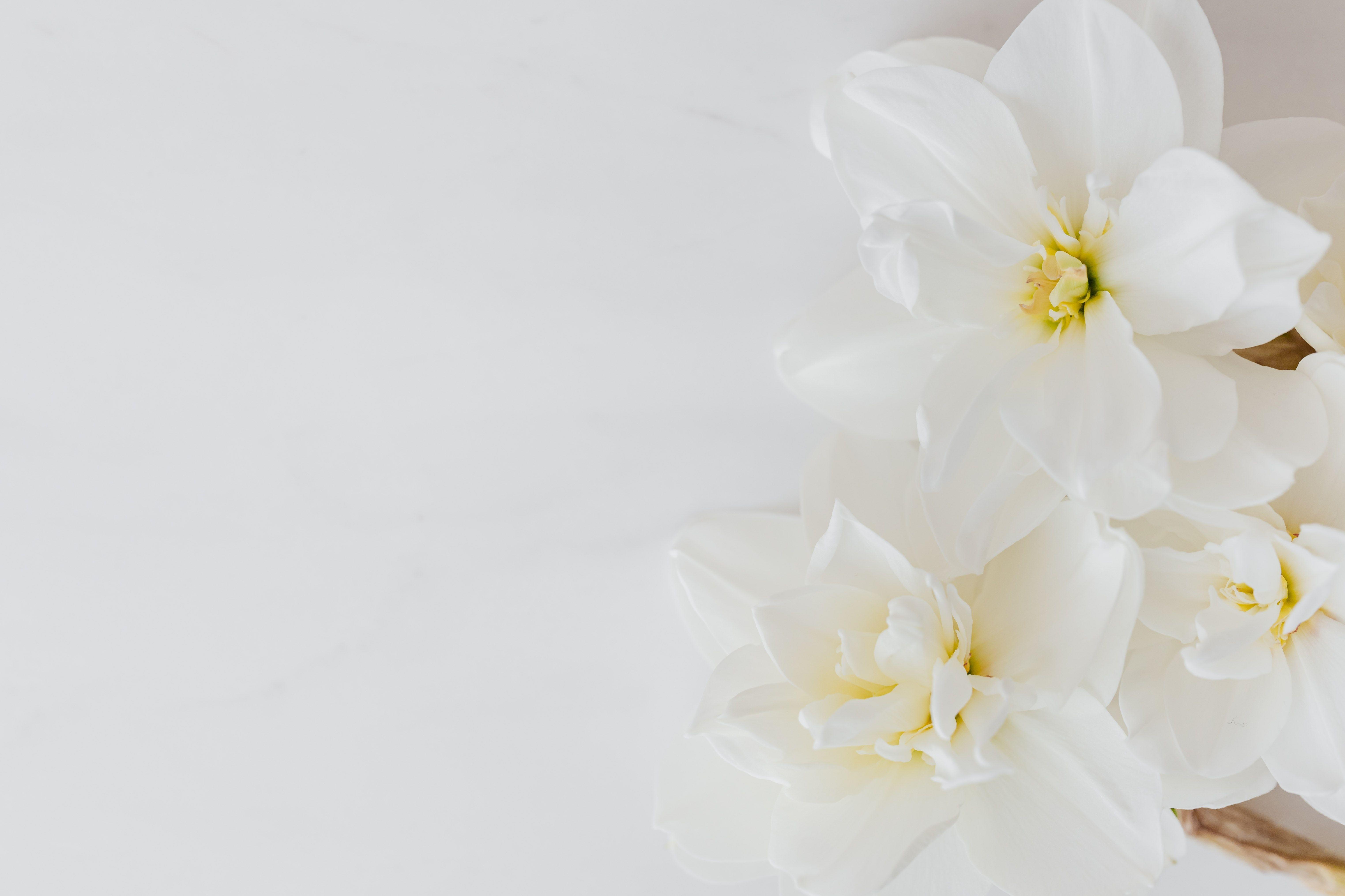 Elegant White Flower Wallpapers Top Free Elegant White Flower