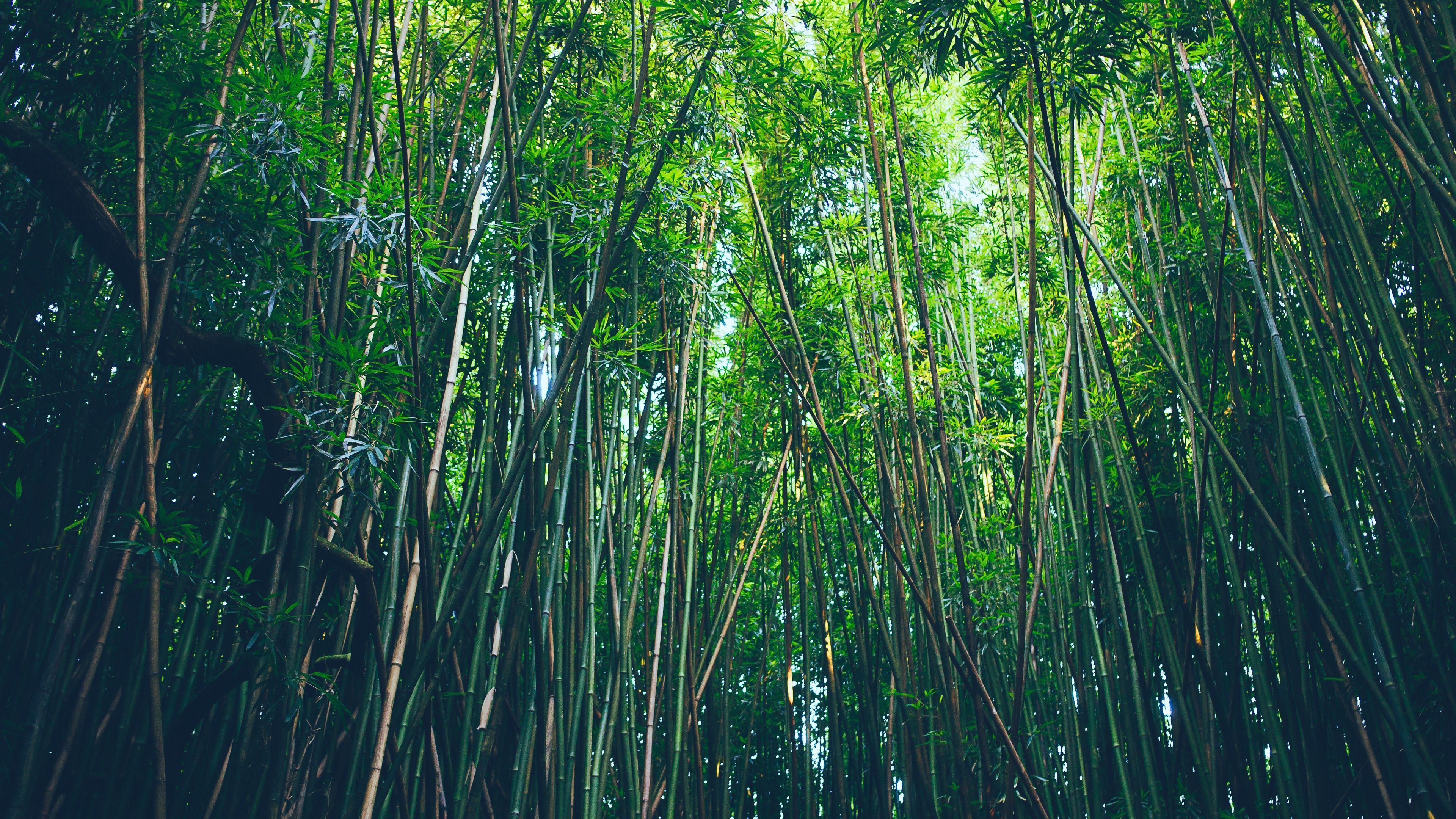 Bamboo 4K Wallpapers Top Free Bamboo 4K Backgrounds WallpaperAccess
