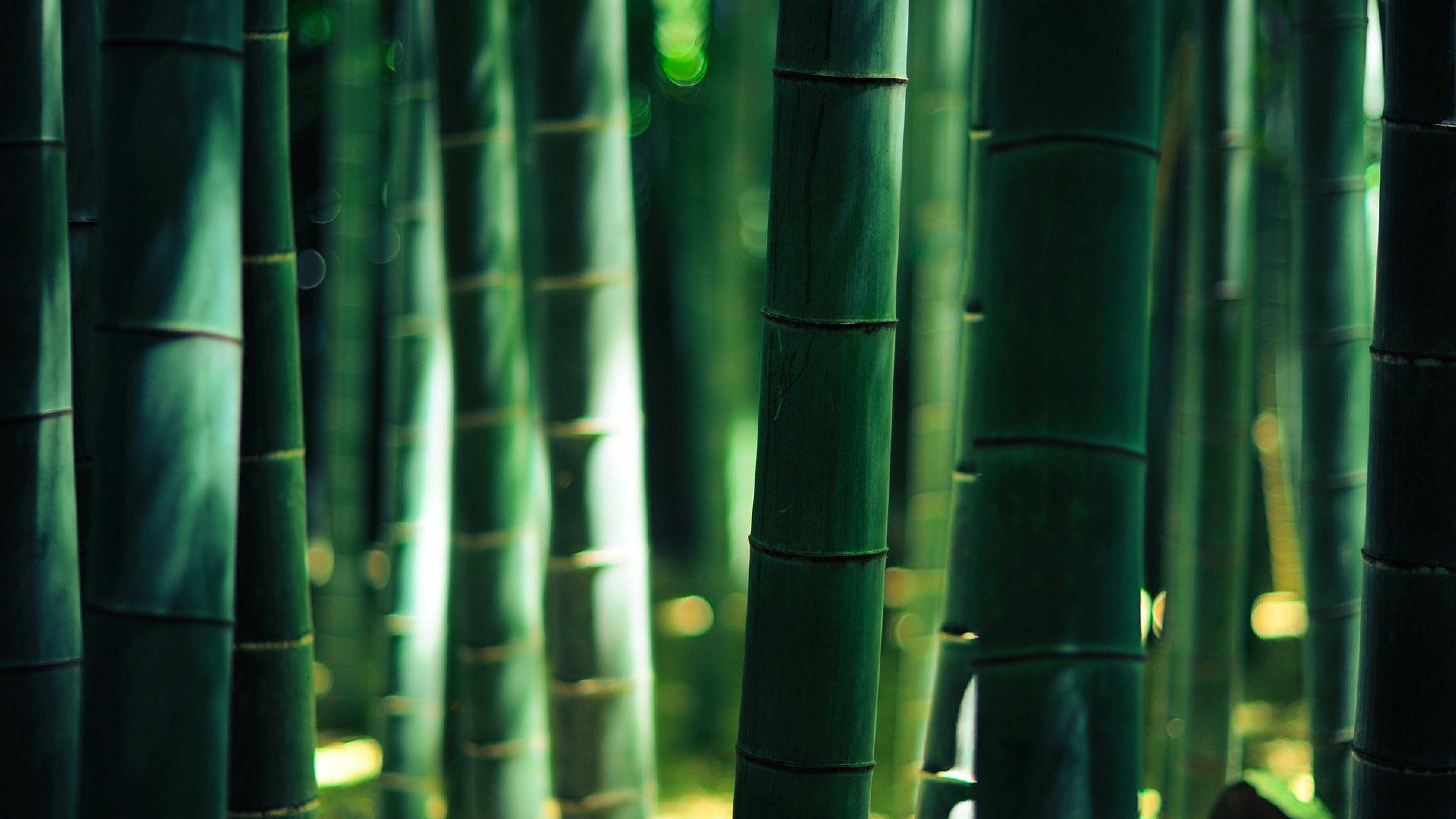 Bamboo 4K Wallpapers Top Free Bamboo 4K Backgrounds WallpaperAccess