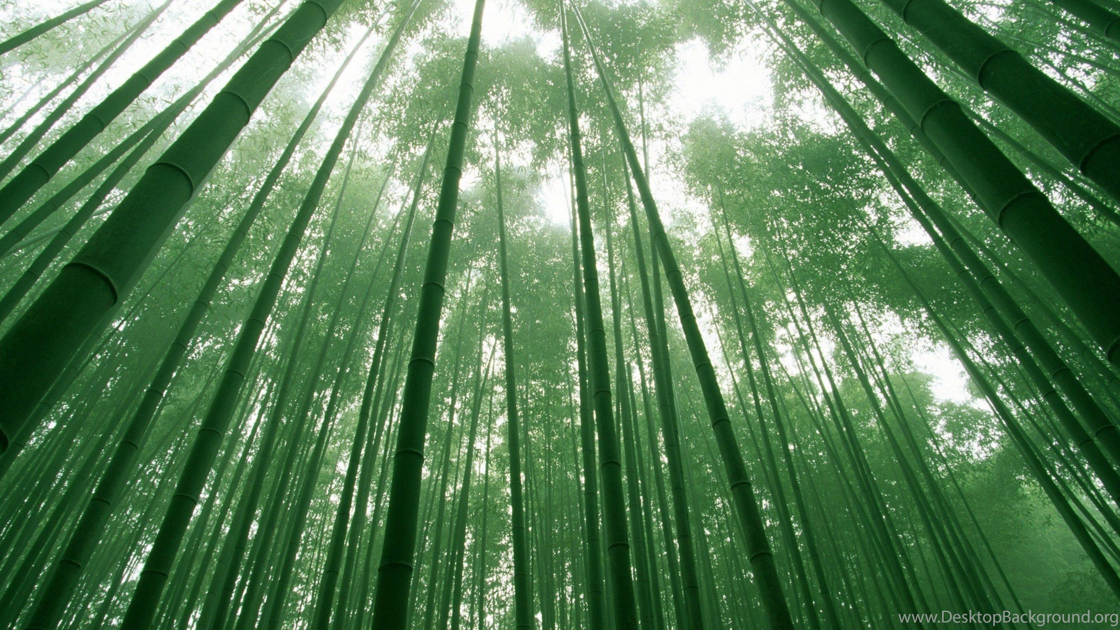 Bamboo 4K Wallpapers Top Free Bamboo 4K Backgrounds WallpaperAccess
