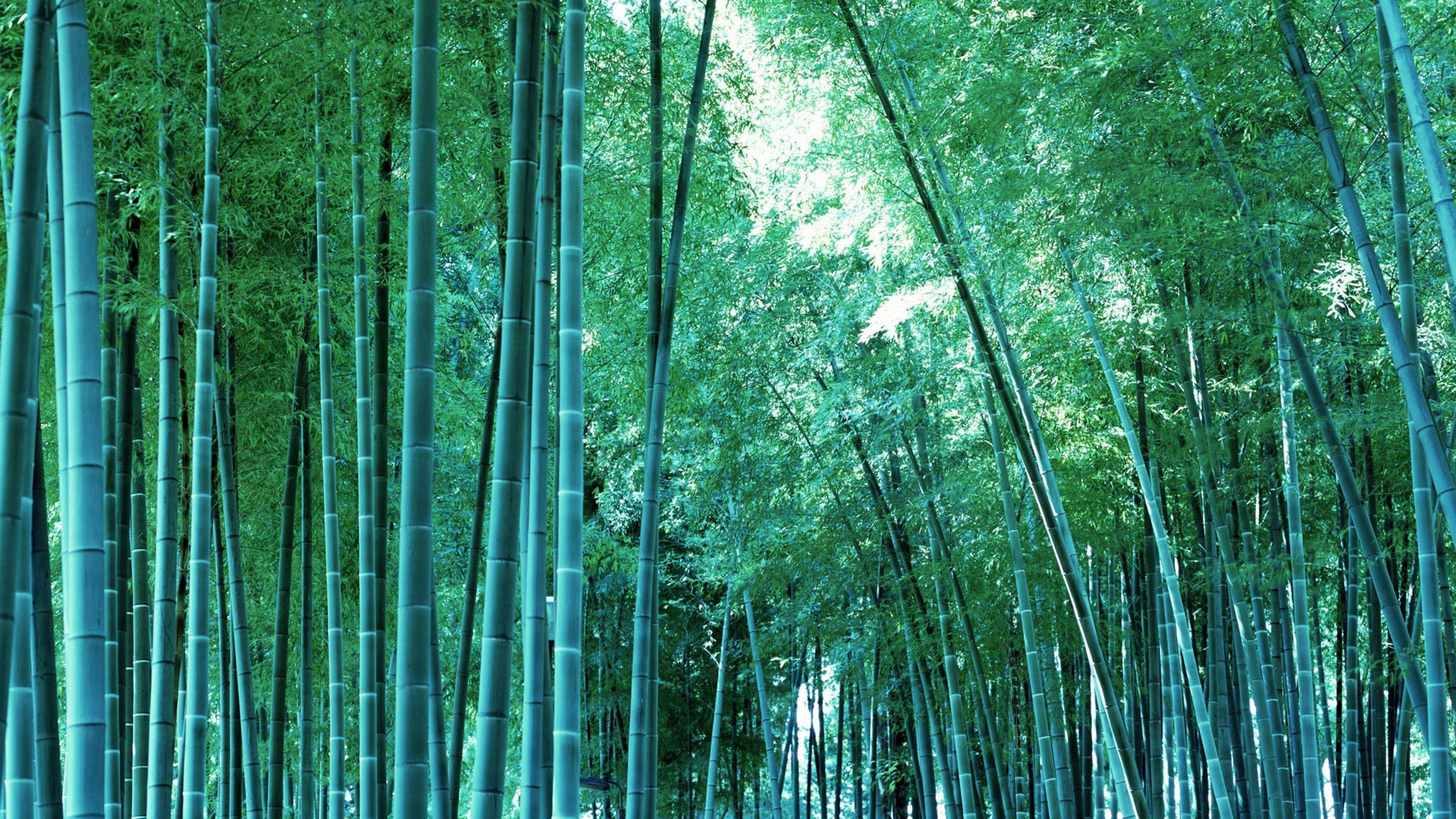 Bamboo 4K Wallpapers Top Free Bamboo 4K Backgrounds WallpaperAccess