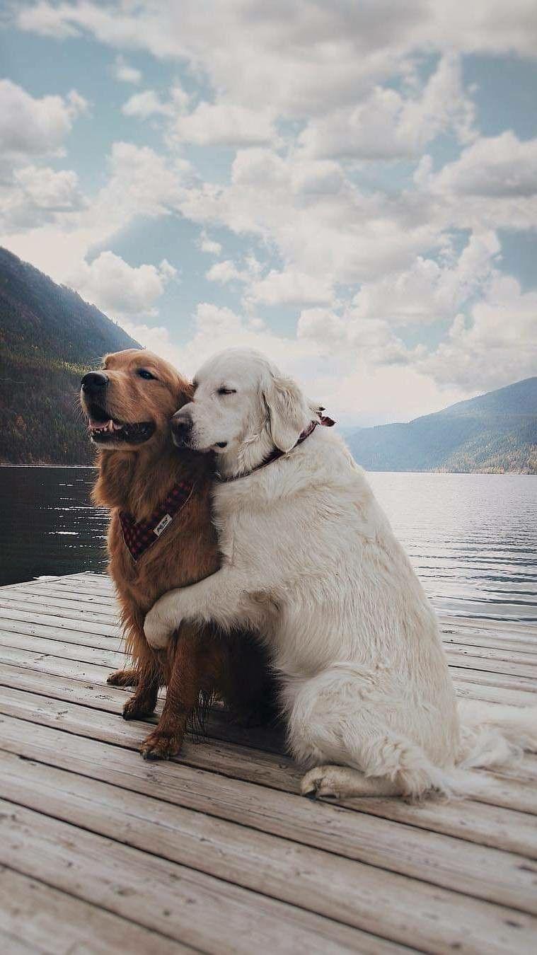 Dog Love Wallpapers Top Free Dog Love Backgrounds WallpaperAccess