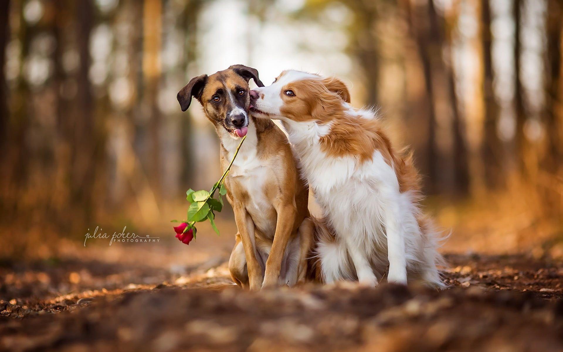 Dog Love Wallpapers Top Free Dog Love Backgrounds WallpaperAccess