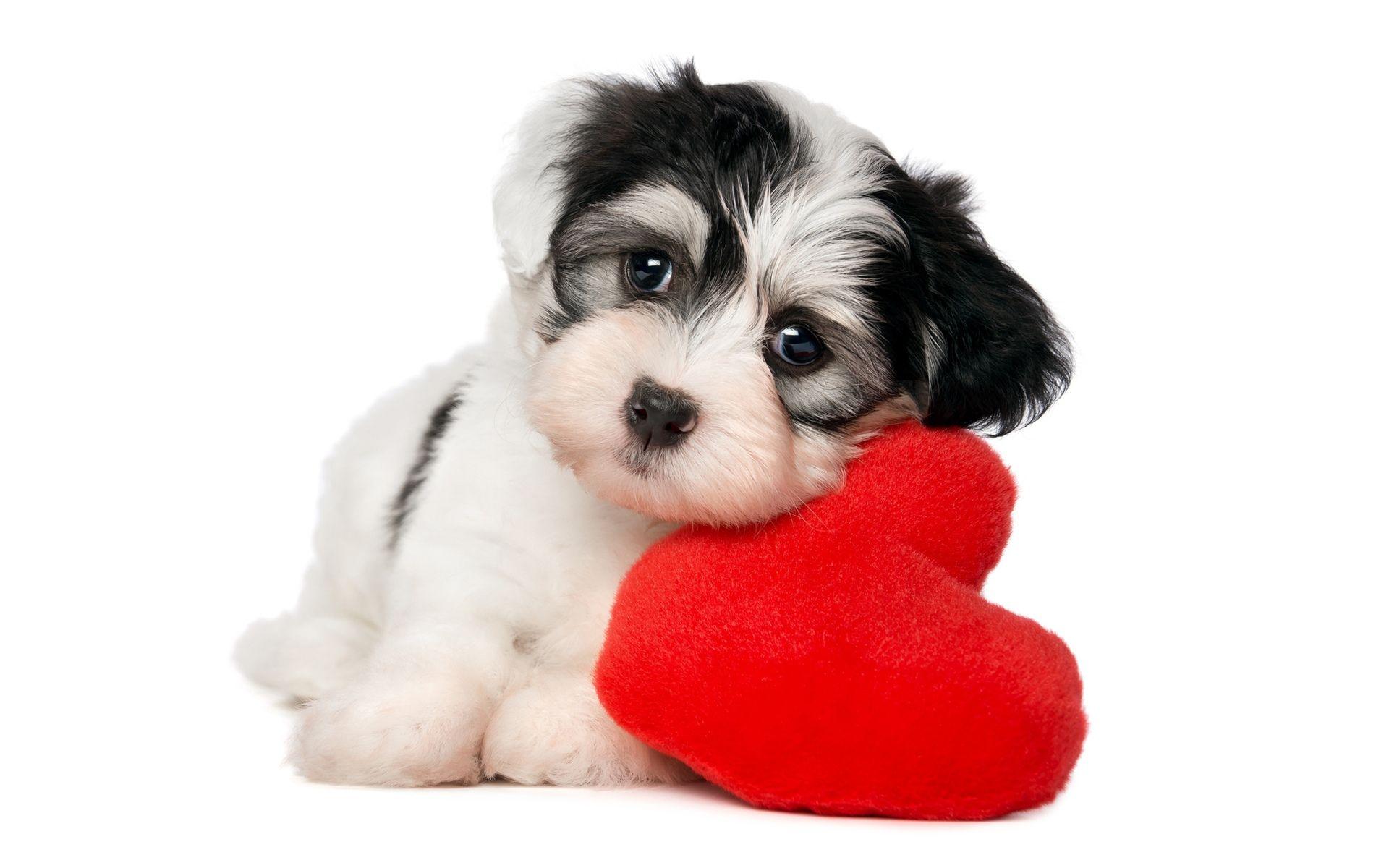 Dog Love Wallpapers Top Free Dog Love Backgrounds WallpaperAccess