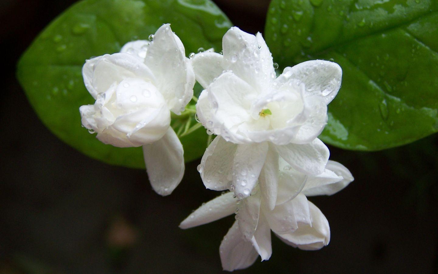 Jasmine Flower HD Wallpapers Top Free Jasmine Flower HD Backgrounds