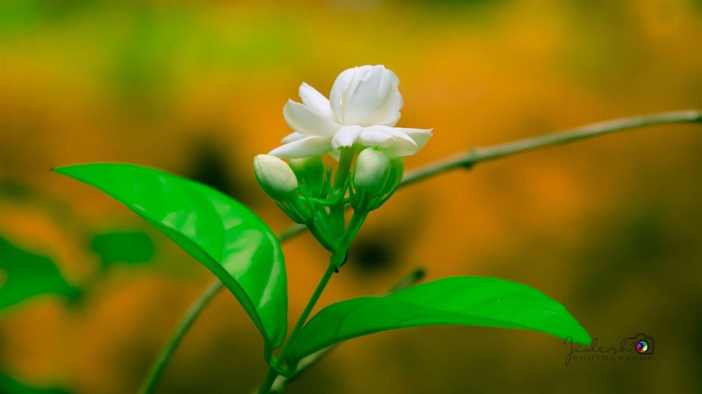Jasmine Flower HD Wallpapers Top Free Jasmine Flower HD Backgrounds WallpaperAccess