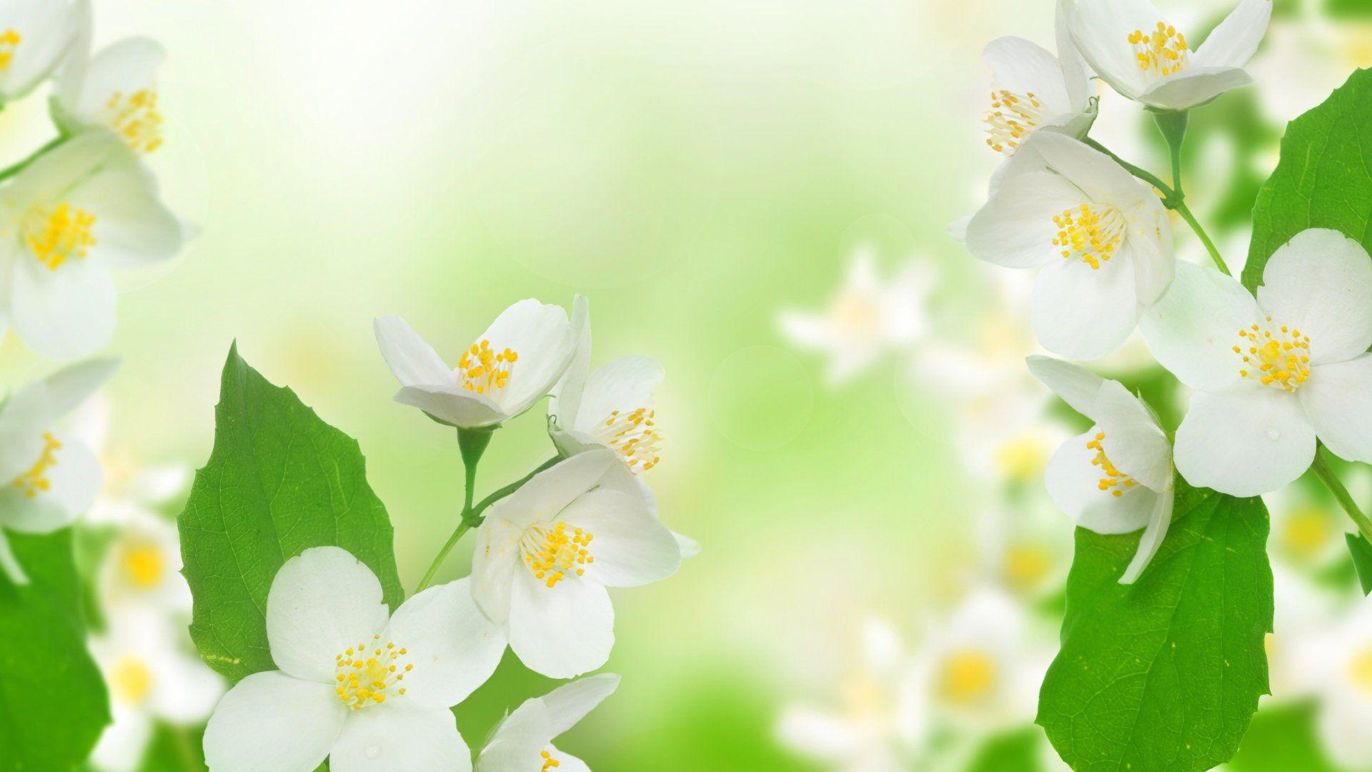 Jasmine Flower HD Wallpapers Top Free Jasmine Flower HD Backgrounds