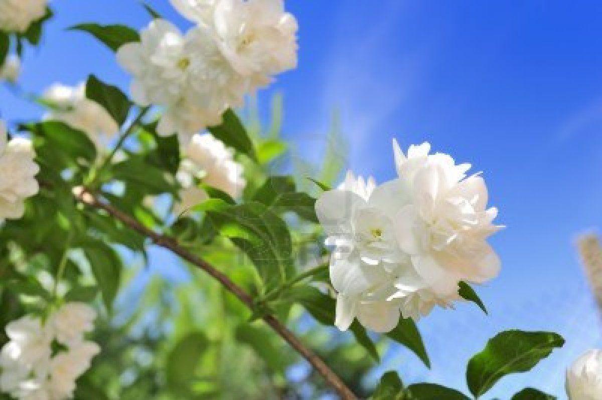 Jasmine Flower HD Wallpapers Top Free Jasmine Flower HD Backgrounds WallpaperAccess