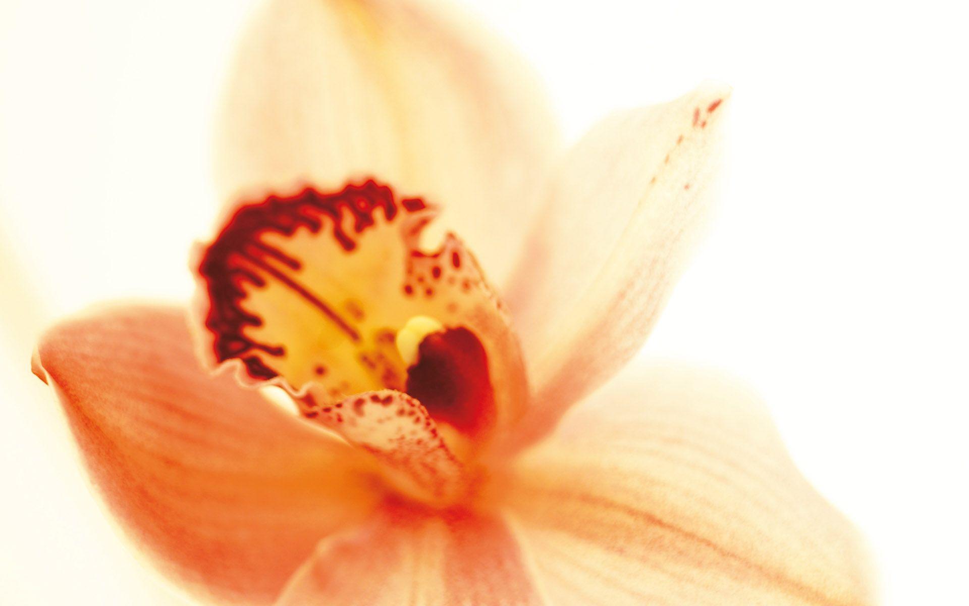 Orange Orchid Wallpapers Top Free Orange Orchid Backgrounds