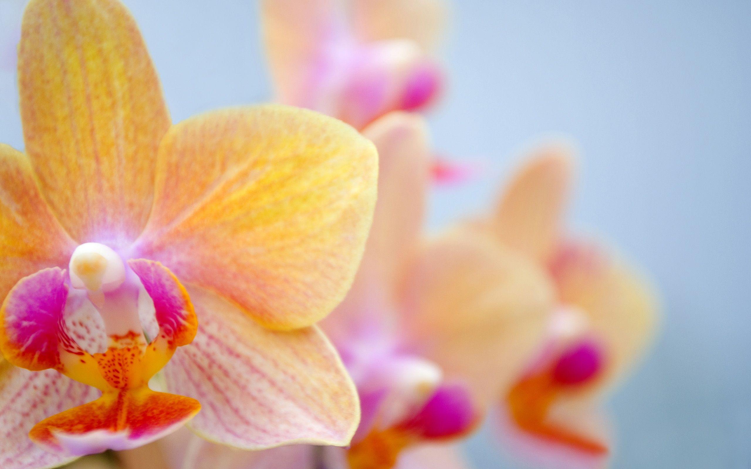 Orange Orchid Wallpapers Top Free Orange Orchid Backgrounds