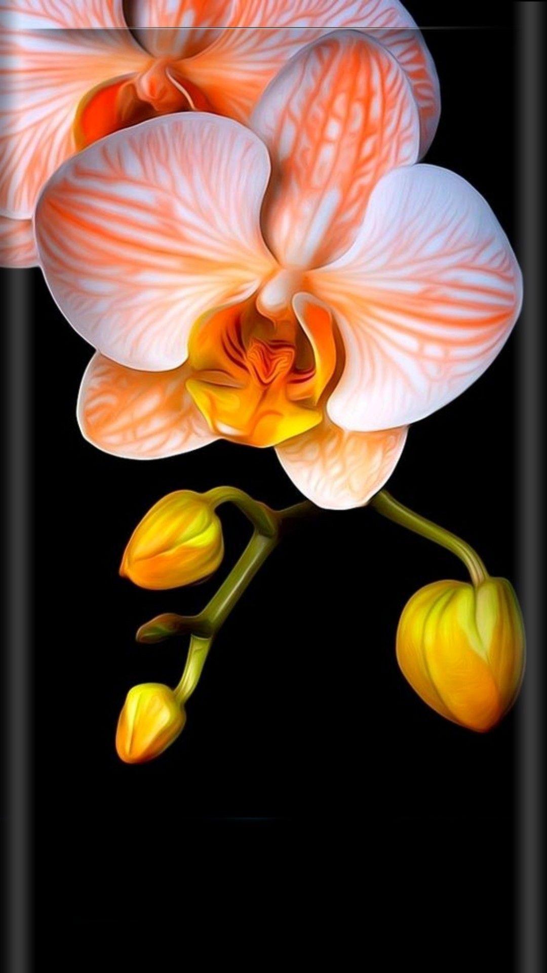 Orange Orchid Wallpapers Top Free Orange Orchid Backgrounds