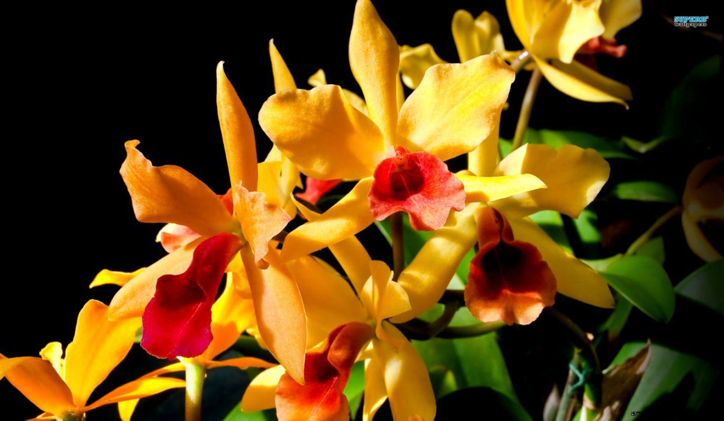 Orange Orchid Wallpapers Top Free Orange Orchid Backgrounds