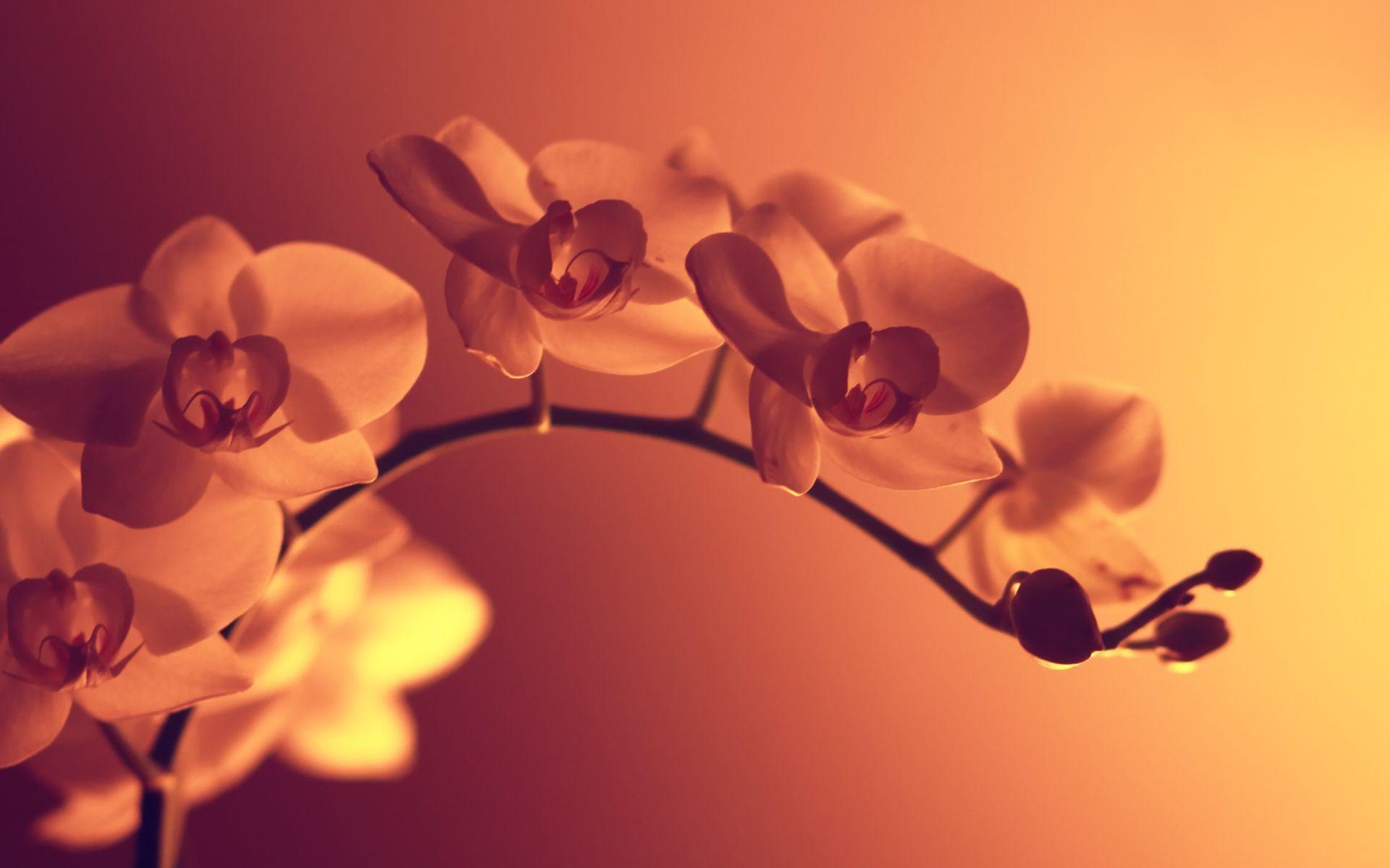 Orange Orchid Wallpapers Top Free Orange Orchid Backgrounds