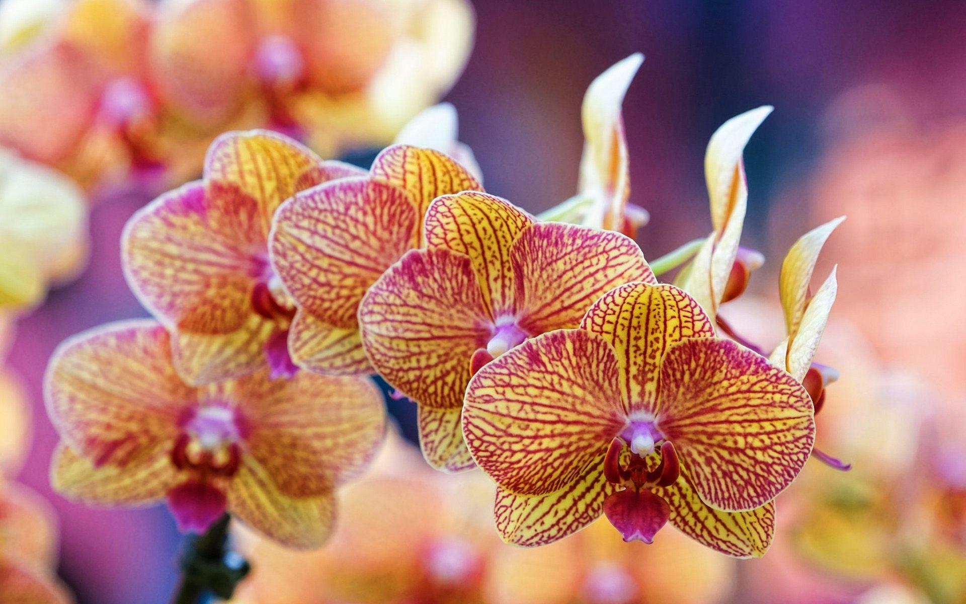 Orange Orchid Wallpapers Top Free Orange Orchid Backgrounds