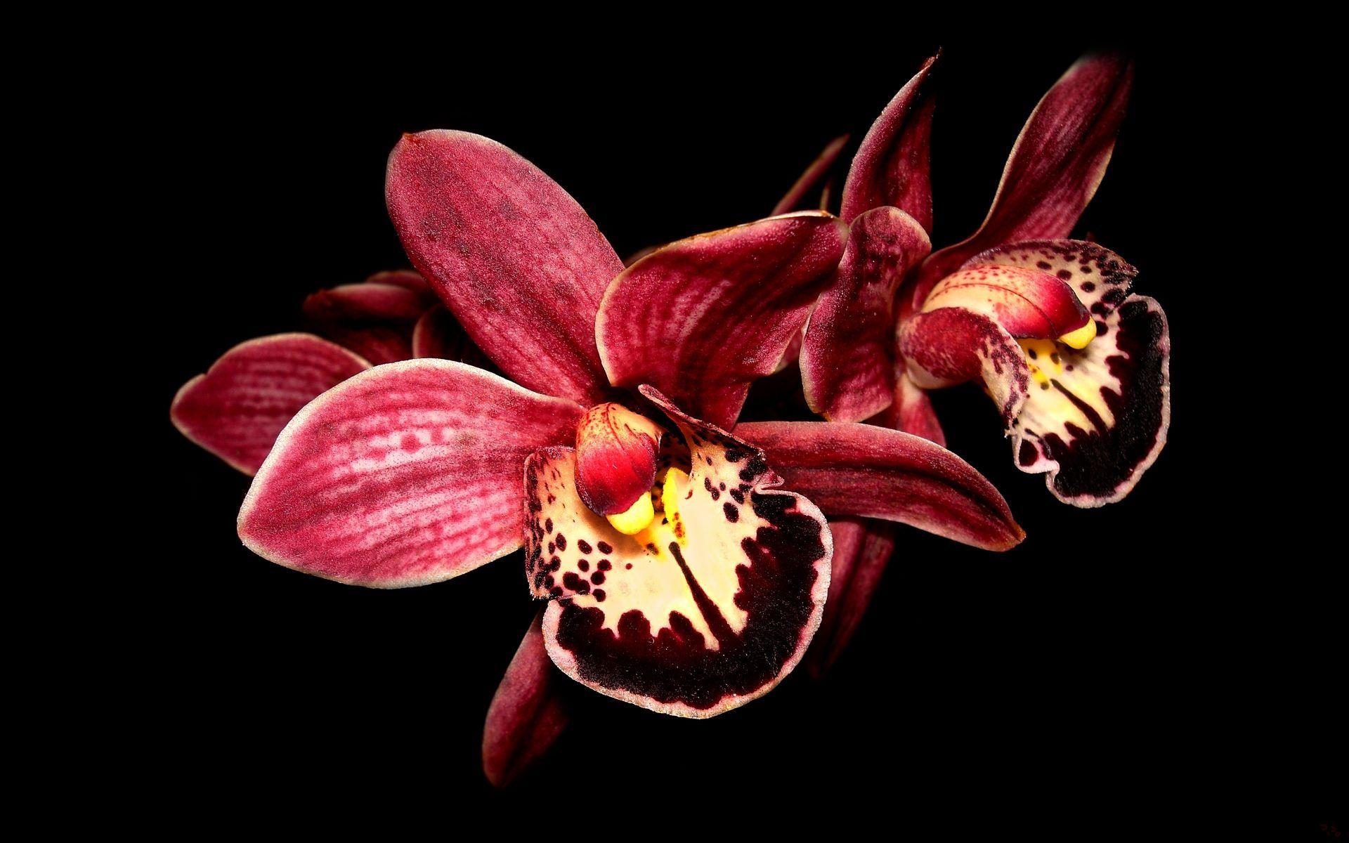 Orange Orchid Wallpapers Top Free Orange Orchid Backgrounds