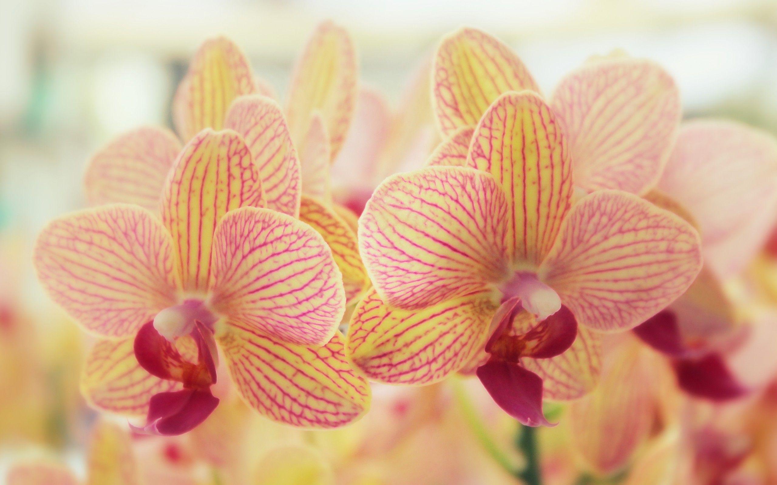 Orange Orchid Wallpapers Top Free Orange Orchid Backgrounds