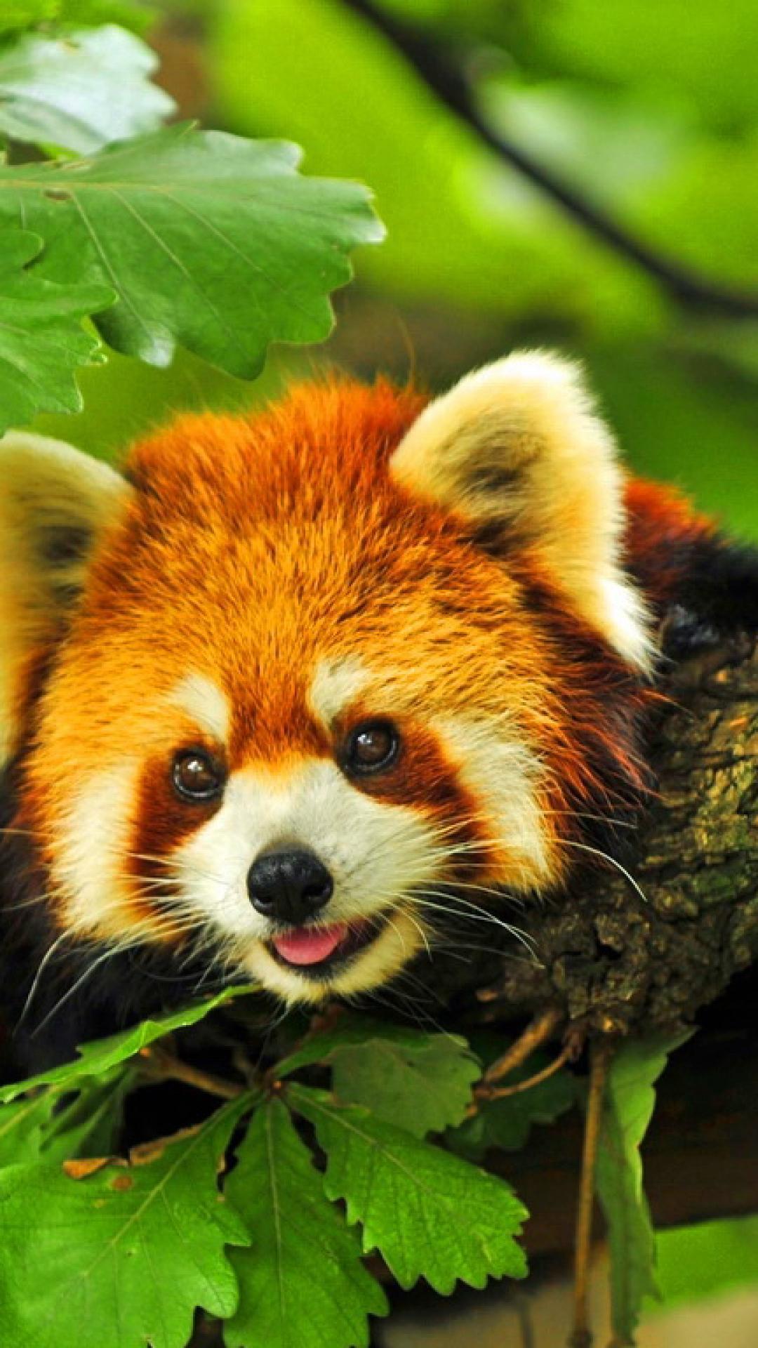 Cute Red Panda Wallpapers Top Free Cute Red Panda Backgrounds