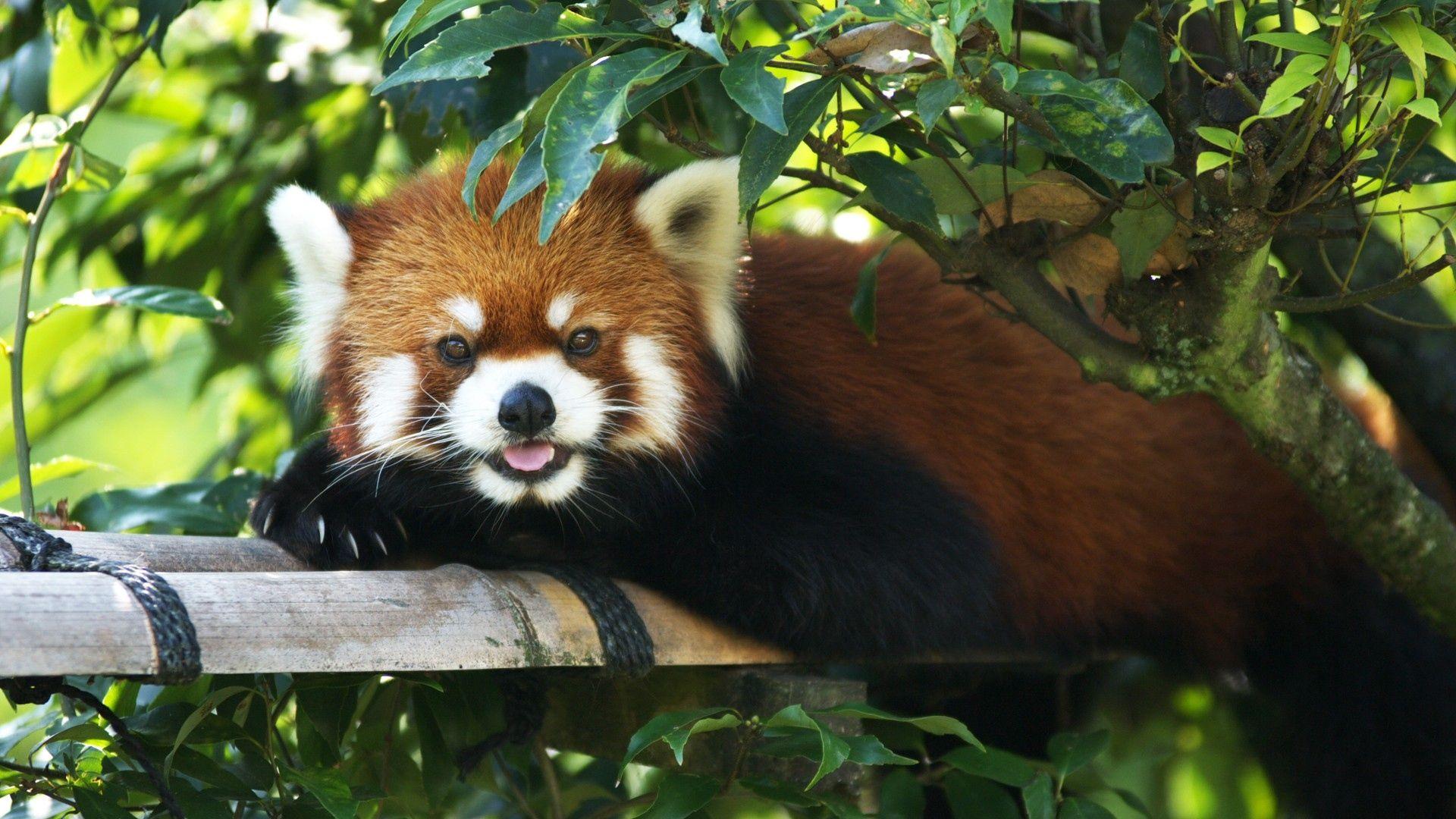 Cute Red Panda Wallpapers Top Free Cute Red Panda Backgrounds