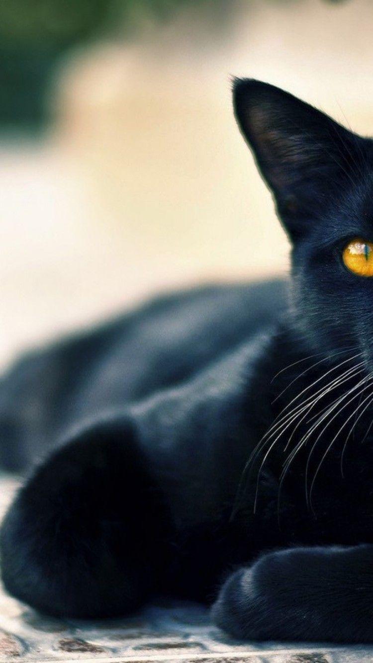 Black Cat iPhone HD Wallpapers Top Free Black Cat iPhone HD
