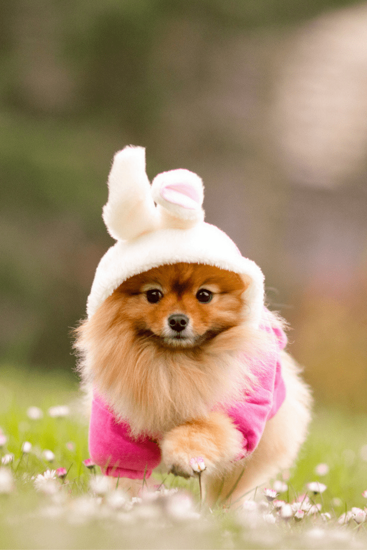 Cute Dog Phone Wallpapers Top Free Cute Dog Phone Backgrounds