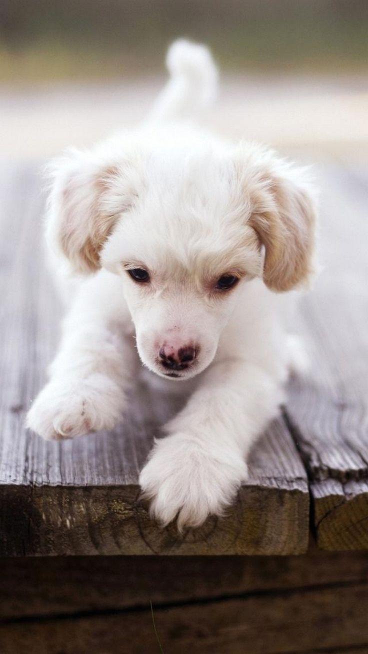 Cute Dog Phone Wallpapers Top Free Cute Dog Phone Backgrounds