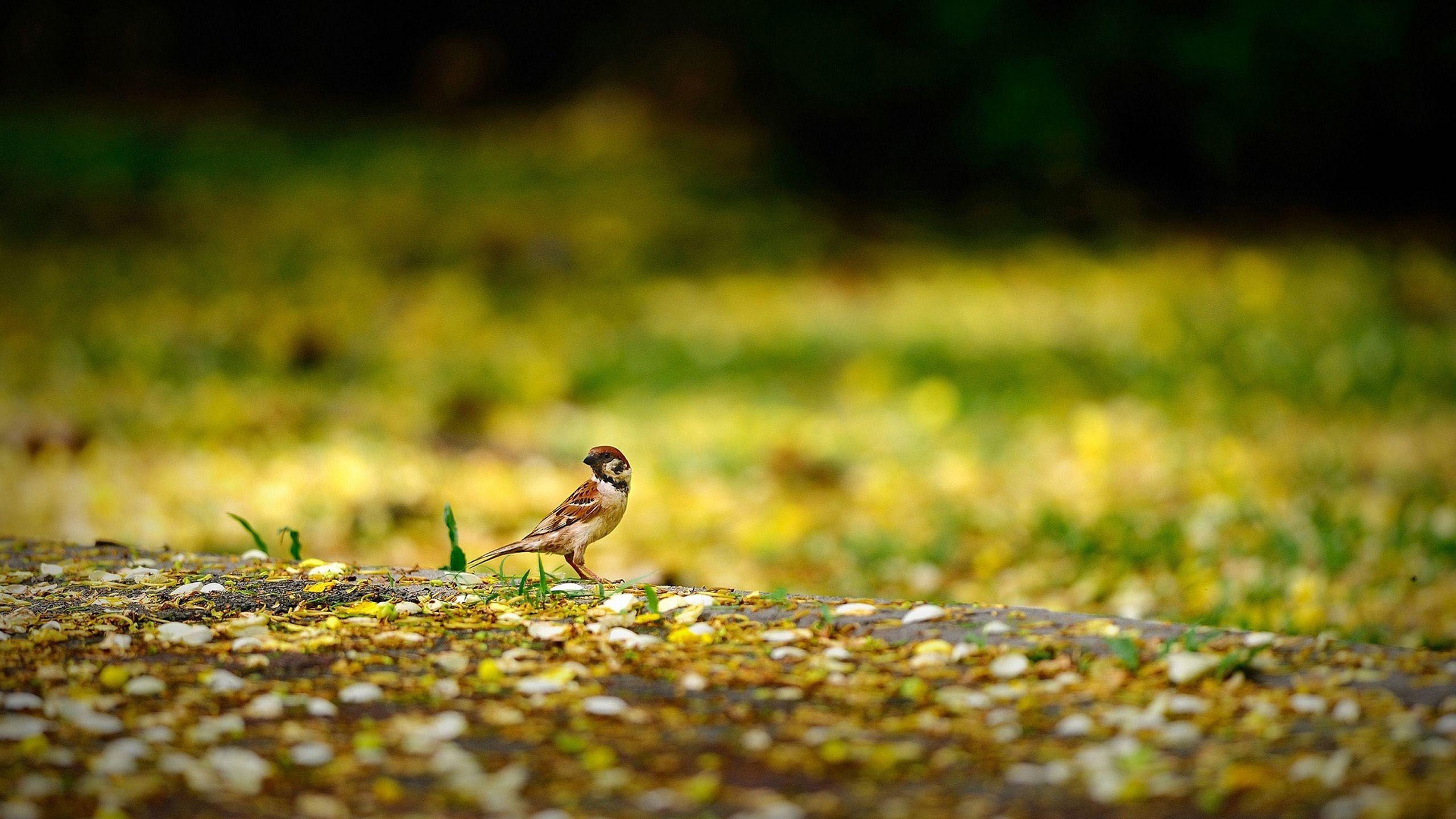 Grounded Wallpapers - Top Free Grounded Backgrounds - WallpaperAccess