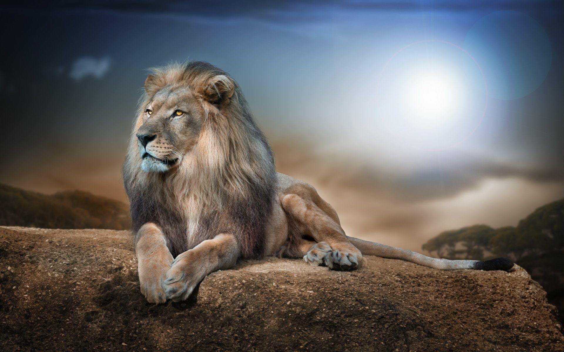 Lion Roaring 4K Ultra HD Wallpapers Top Free Lion Roaring 4K Ultra HD
