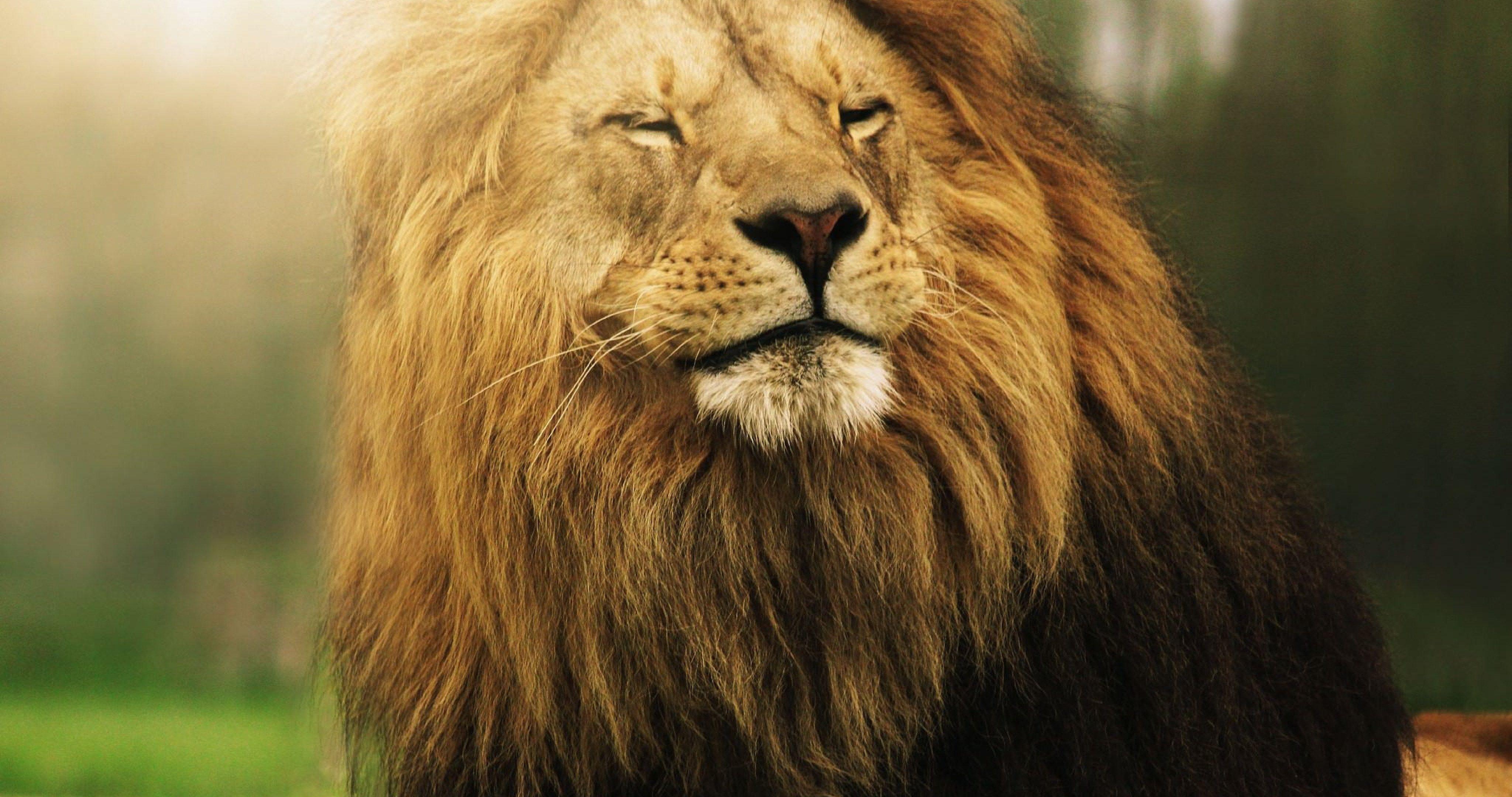 Lion Roaring 4K Ultra HD Wallpapers Top Free Lion Roaring 4K Ultra HD