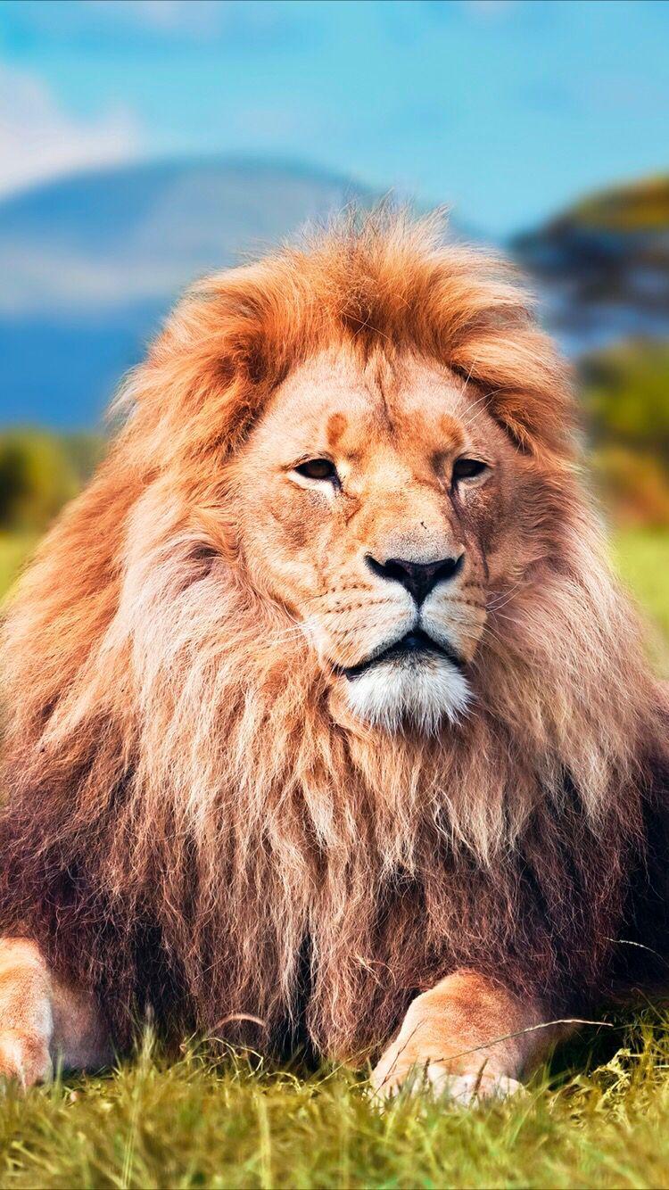 Cute Lion iPhone Wallpapers Top Free Cute Lion iPhone Backgrounds