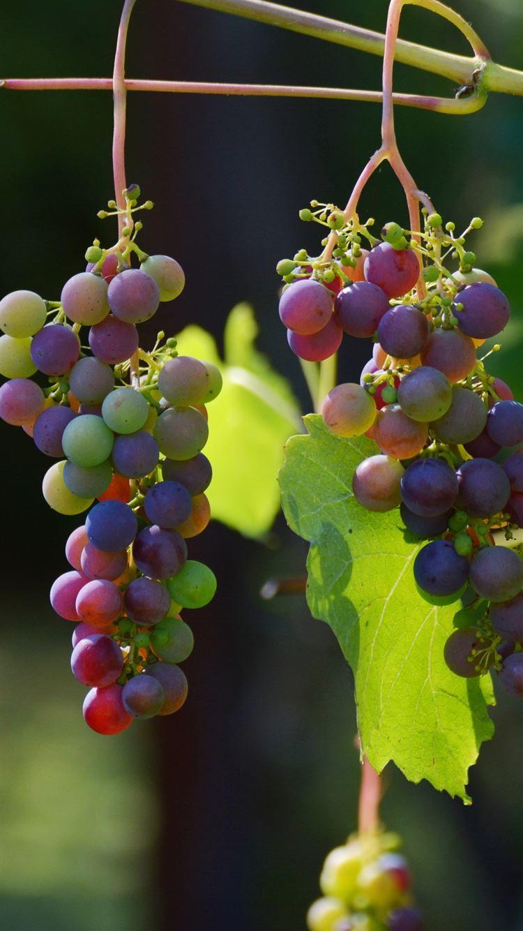 Grape Vine Wallpapers Top Free Grape Vine Backgrounds WallpaperAccess