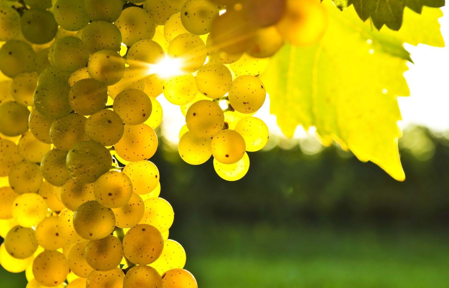 Grape Vine Wallpapers Top Free Grape Vine Backgrounds WallpaperAccess