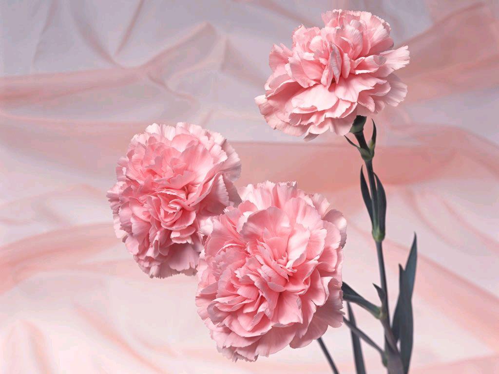 Carnation Flower Wallpapers Top Free Carnation Flower Backgrounds