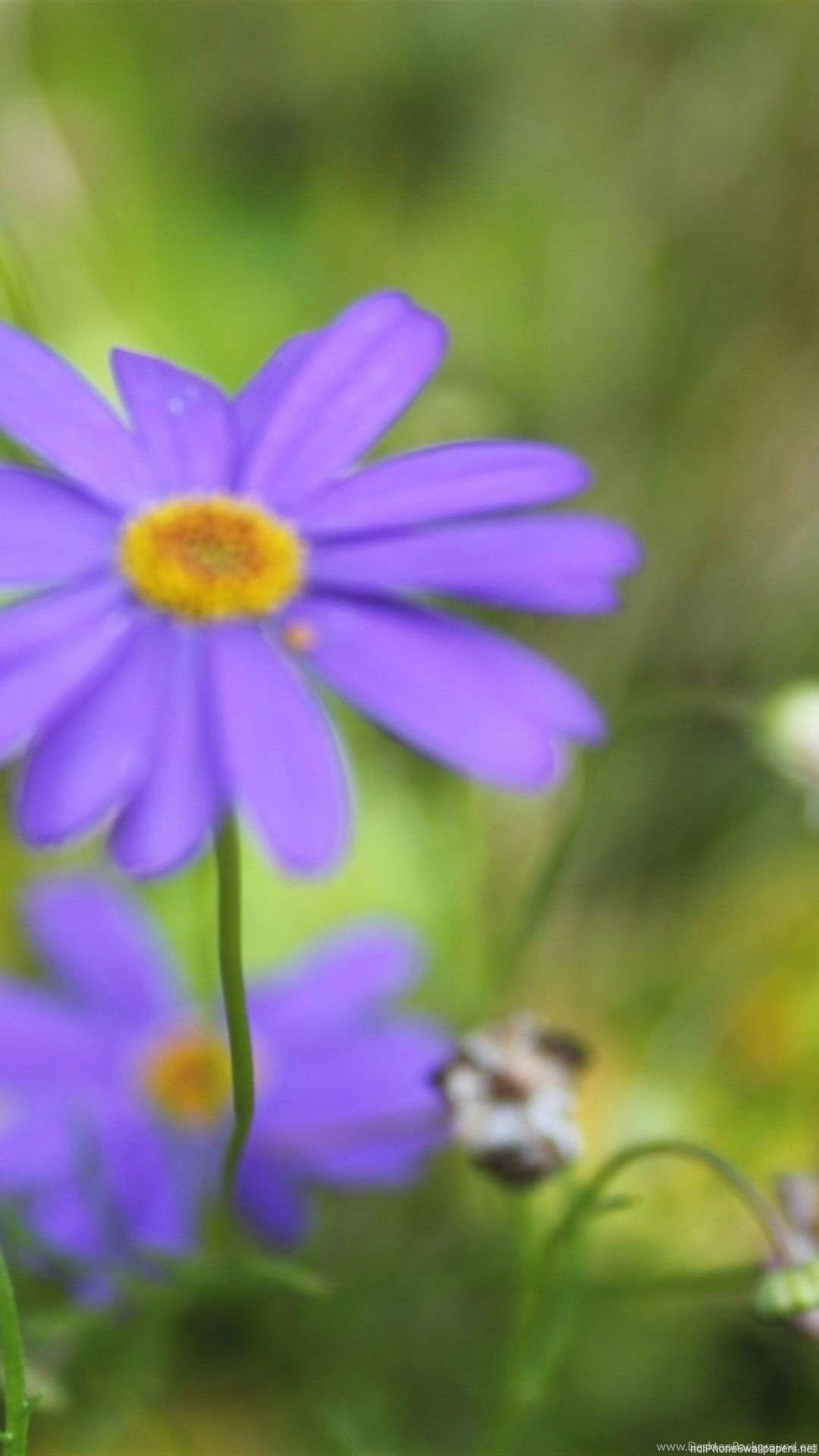 Summer Nature Flower Wallpapers Top Free Summer Nature Flower Backgrounds WallpaperAccess